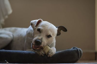 Close-up portrait of dog resting at home