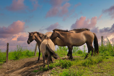 Horses standing in ranch against sky