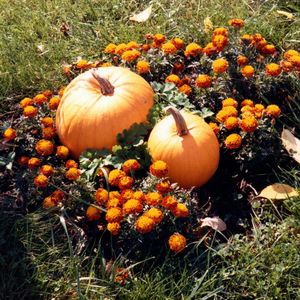 Close-up of mushrooms on field