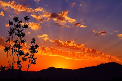 Silhouette plant by mountain against sky during sunset