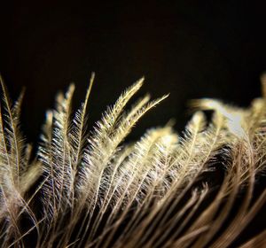 Macro shot of stalks on field against black background