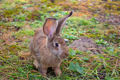 Close-up of a rabbit on field