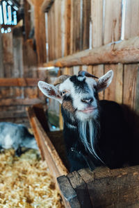 Close-up of goat