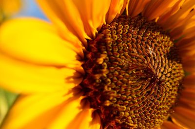 Close-up of yellow flower