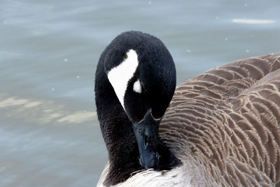 Close-up of swan swimming in lake