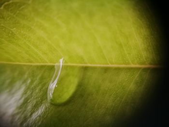 Close-up of lizard on grass