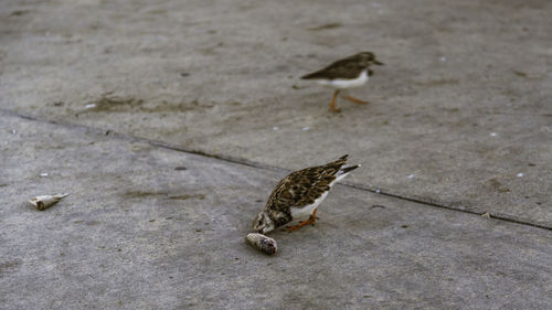 High angle view of bird perching on footpath