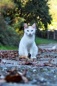 Portrait of cat outdors