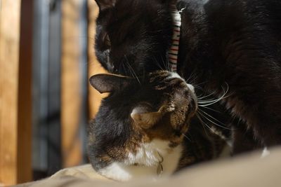 A black cat that can't help but want to play with a tabby cat