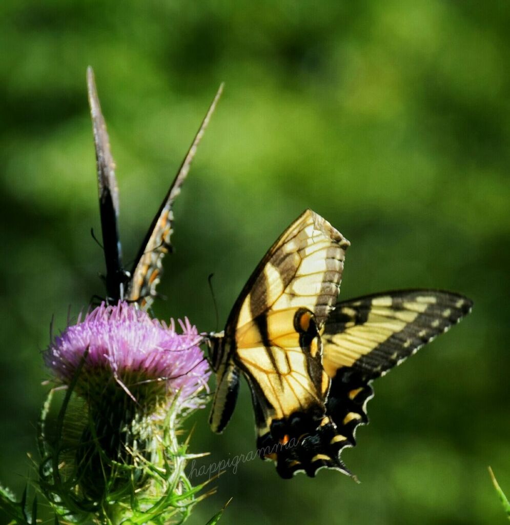 CLOSE-UP OF BUTTERFLY POLLINATING FLOWER