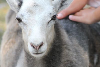 Close-up of a sheep