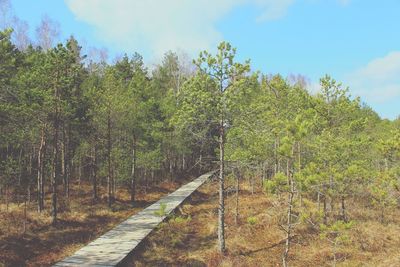 Dirt road amidst trees in forest against sky