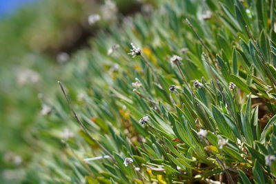 Close-up of insect on grass