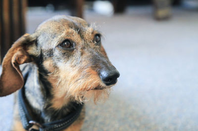 Close-up of dog looking away