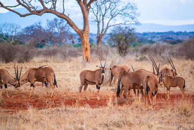 Oryx standing on field against sky