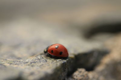 ladybug