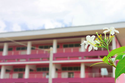 Close-up of flower against sky