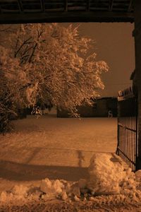 Bare trees in the dark