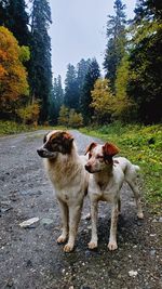 Dogs standing on land