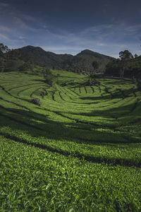 Scenic view of agricultural field against sky