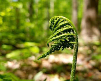 Close-up of fern in forest