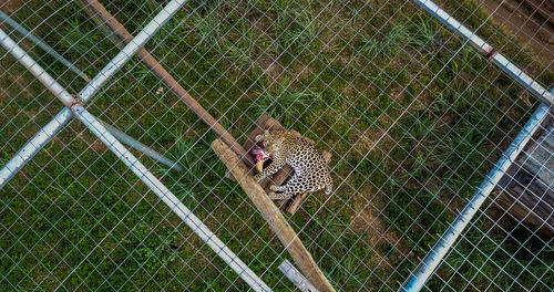 Full frame shot of leopard eating