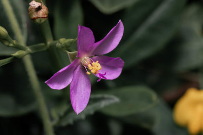 Close-up of purple flowering plant