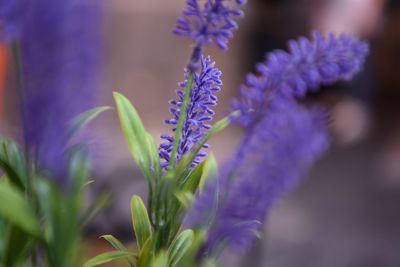 Close-up of purple flowering plant