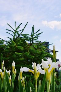 Close-up of white flowering plants against sky