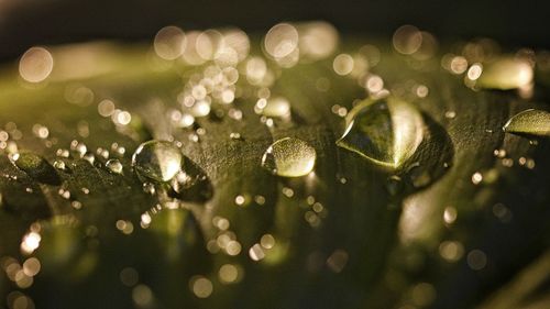 Close-up of water drops on leaf