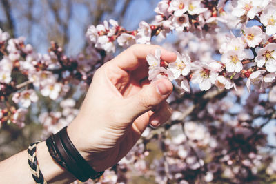 Close-up of hand holding cherry blossoms