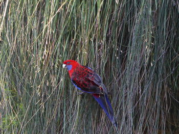 Bird perching on grass