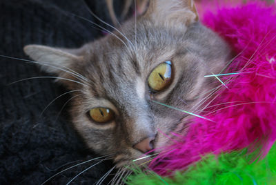 pet