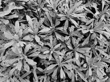 Full frame shot of plants
