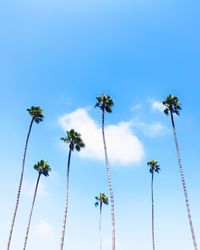 Low angle view of flowering plants against sky