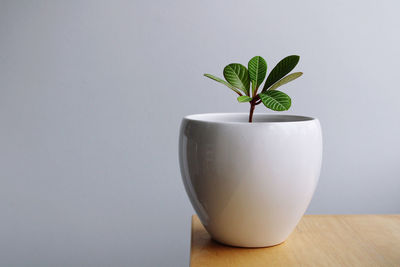 Potted plant