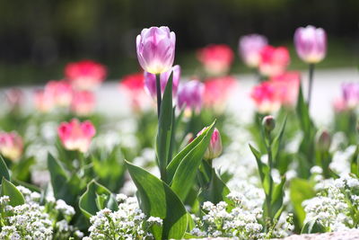 Close-up of pink crocus flowers on land