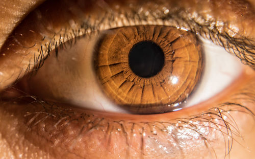 Close-up portrait of woman eye