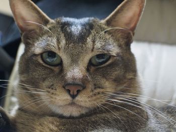 Close-up portrait of cat