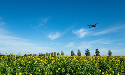 Low angle view of yellow flowering plant against sky