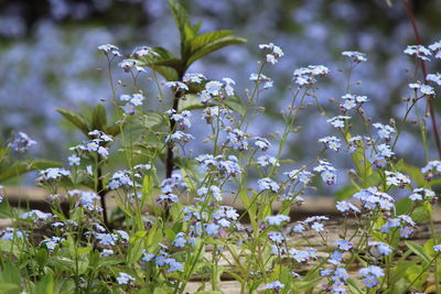 Close-up of white flowering plant on field