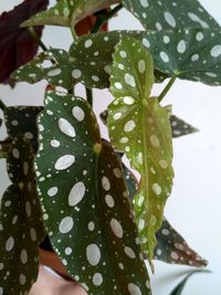 Close-up of raindrops on leaves