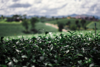 Plants growing on field