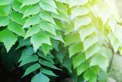 Full frame shot of green leaves