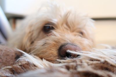 Close-up portrait of a dog