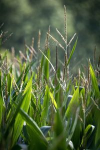 Close-up of crops growing on field