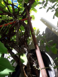 Low angle view of bamboo tree