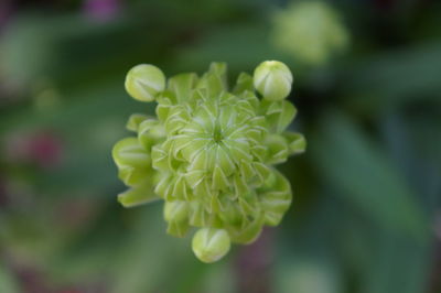 Close-up of flower blooming outdoors