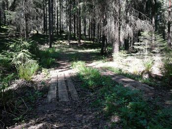 Trees in forest