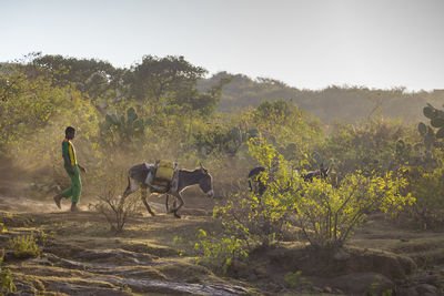 Man riding horses on field against trees